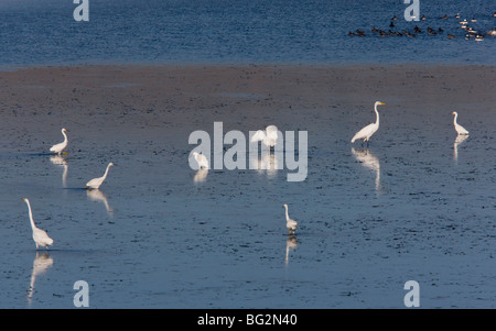 Snowy Reiher Egretta unaufger und großen Reiher Ardea Alba am Wattenmeer, Kalifornien, Vereinigte Staaten Stockfoto