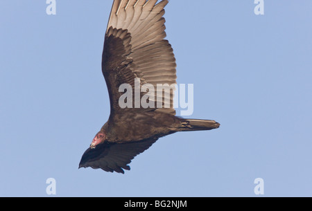 Türkei-Geier Cathartes Aura im Flug, (auch bekannt als Türkei Bussard), Kalifornien, Vereinigte Staaten. Jagden durch Geruch Stockfoto