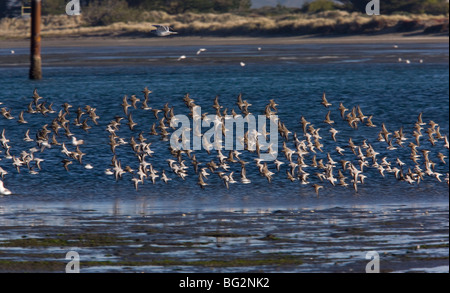 Gemischte Wader Herde im Flug, vor allem Alpenstrandläufer, mit Sanderling und andere; California, United States Stockfoto