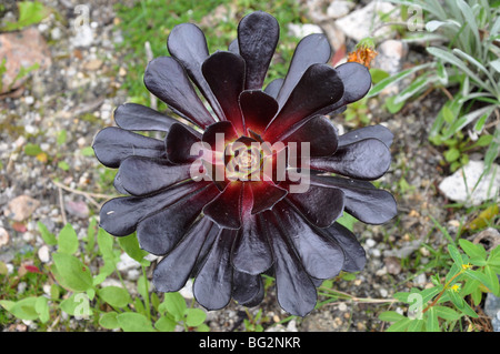 Aeonium Arboreum Atropurpureum Stockfoto