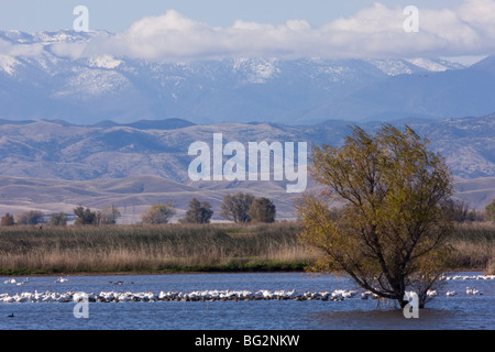 Gemischte Herde von Ross es Gänse Chen Rossii und Schneegänse Chen Caerulescens in Sacramento National Wildlife Reserve Stockfoto