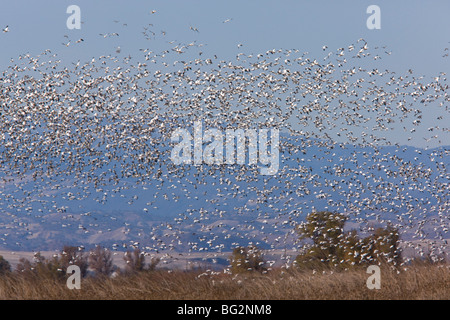 Gemischte Herde von Ross es Gänse Chen Rossii und Schneegänse Chen Caerulescens im Flug, am Sacramento National Wildlife Reserve Stockfoto