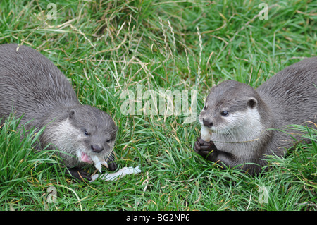 Paar asiatische kurze Krallen Otter Fisch essen Stockfoto