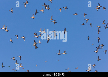 Herde von nördlichen Pintail Enten Anas Acuta, während des Fluges, reservieren Sie Sacramento, Kalifornien, Vereinigte Staaten Stockfoto