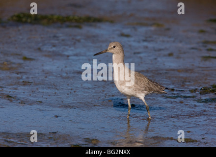 Willet Catoptrophorus Semipalmatus, Fütterung auf Wattenmeer, Kalifornien, Vereinigte Staaten Stockfoto