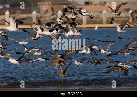 Hafen von westlichen Möwen Larus Occidentalis im Flug bei Moss Landing, Kalifornien, Vereinigte Staaten Stockfoto