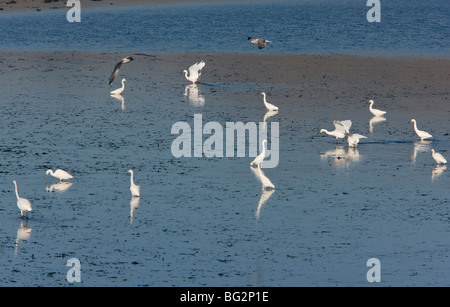 Snowy Reiher Egretta unaufger am Wattenmeer, Kalifornien, Vereinigte Staaten Stockfoto