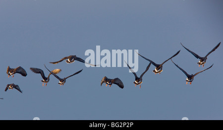 Größere weiße – Blässgänse Gänse Anser Albifrons im Flug; in Sacramento National Wildlife Reserve, California, Vereinigte Staaten Stockfoto