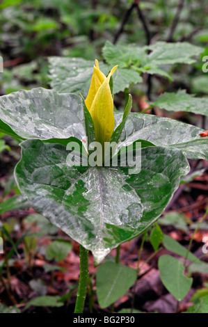 Trillium Luteum gelbe Wakerobin Great Smoky Mountains Nationalpark Tennessee Appalachian Frühling Stockfoto