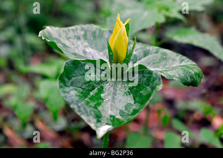 Trillium Luteum gelbe Wakerobin Great Smoky Mountains Nationalpark Tennessee Appalachian Frühling Stockfoto