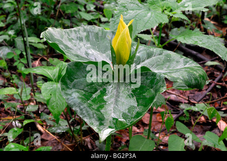 Trillium Luteum gelbe Wakerobin Great Smoky Mountains Nationalpark Tennessee Appalachian Frühling Stockfoto
