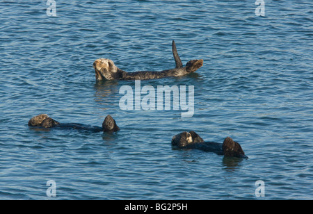 Gruppe von Seeotter Enhydra Lutris ausruhen und schwimmt auf dem Rücken, Moss Landing, Kalifornien, USA Stockfoto