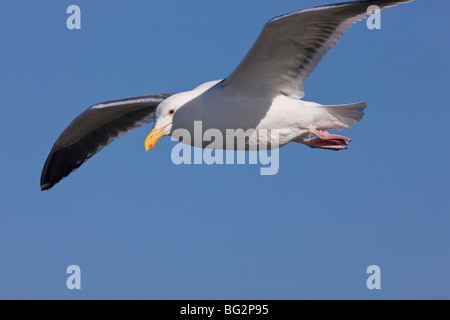 Westliche Möve Larus Occidentalis, im Flug; California, United States Stockfoto