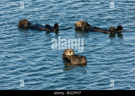 Gruppe von Seeotter Enhydra Lutris ausruhen und schwimmt auf dem Rücken, Moss Landing, Kalifornien, USA Stockfoto
