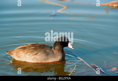 Amerikanisches Blässhuhn (Fulica Americana) schwimmen Stockfoto