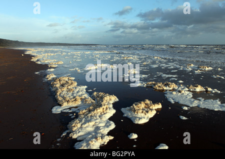 Schaum nach einem Sturm am Strand von St Cyrus, Aberdeenshire, Schottland, Großbritannien Stockfoto