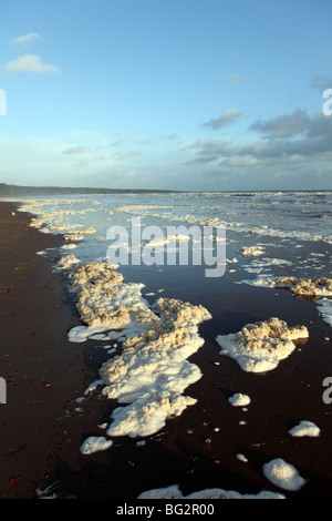 Schaum nach einem Sturm am Strand von St Cyrus, Aberdeenshire, Schottland, Großbritannien Stockfoto