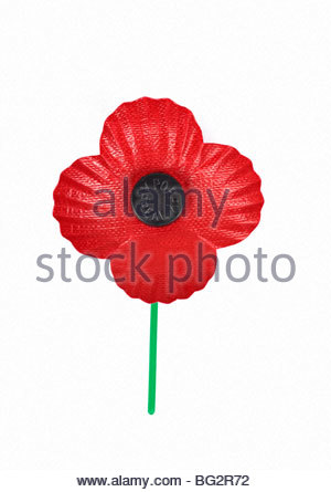 Remembrance Red Poppy isoliert auf weißem Hintergrund Stockfoto