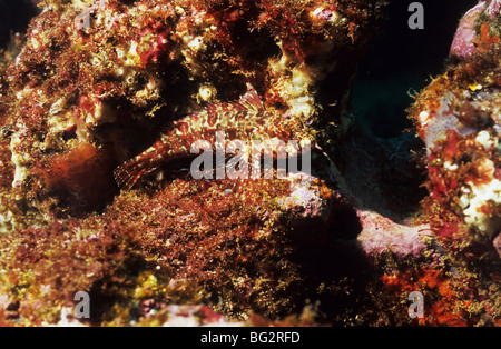 Marine Unterwasserwelt der Galapagos-Inseln. Ecuador. Scuba-Tourismus. Scuba Diving. Unterwasser-Fotografie. Cheekspot. Stockfoto