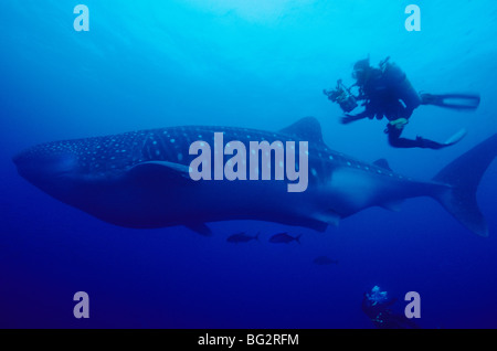 Walhai, Unterwasser off Darwin Insel. Galapagos. Ecuador. Rhincodon Typus. Scuba-Tourismus. Scuba Diving. Seefisch. Stockfoto
