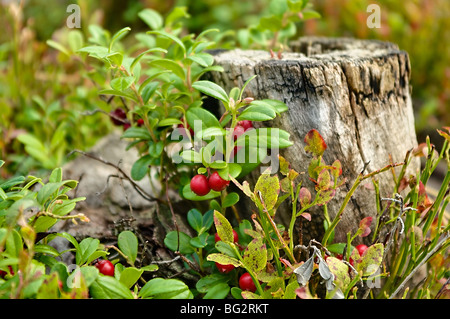 Rote Preiselbeere (Preiselbeeren) am Zweig. Hautnah. Vaccinium Vitis-idaea Stockfoto