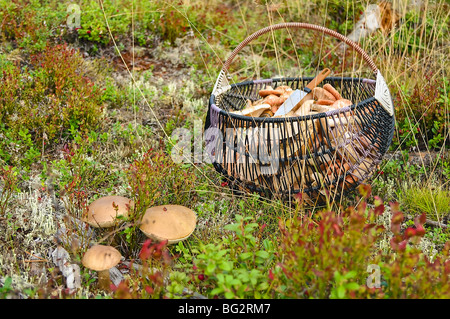 Vollen Korb mit Pilzen auf Hintergrund und mehrere Pilze im Vordergrund. Niemand. Wildes Land. Nahaufnahme Stockfoto