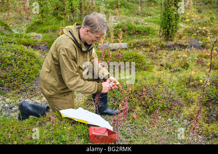 Älterer Erwachsene Mann sammelt Beeren und Pilze im Wald. Er sitzt auf der Erde. Stockfoto