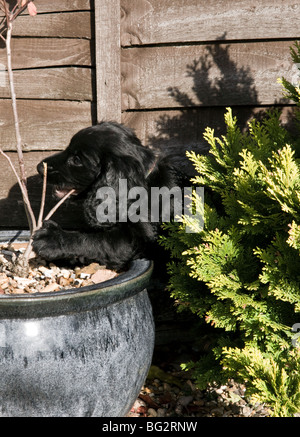 Schwarze Cocker Spaniel Welpen Kauen eine Pflanze im Garten hinter dem Haus. Stockfoto