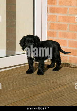 Schwarze Cocker Spaniel Welpen im Garten Stockfoto
