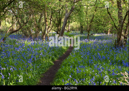 Englischen Bluebells (Hyacinthoides non-Scripta) im Damen Holz in der Nähe von Upwood Stockfoto