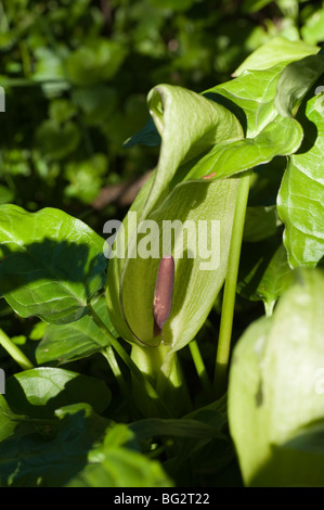 Arum Maculatum, Kuckuck Pint Stockfoto