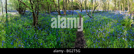 Englischen Bluebells (Hyacinthoides non-Scripta) im Damen Holz in der Nähe von Upwood - Panorama Stockfoto