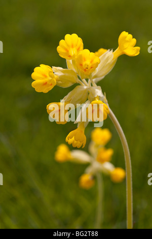 Schlüsselblume, Primula Veris, Upwood Wiesen Naturschutzgebiet Stockfoto