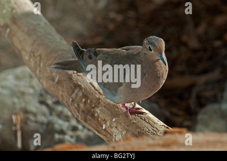 Eine Trauer-Taube Stockfoto