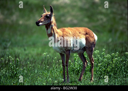 Antilope steht Warnung auf einer Wiese mit Wildblumen neben Wildlife Loop Road, die durch Custer State Park läuft. Stockfoto