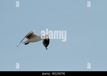 Silberne Möwe im Flug Stockfoto