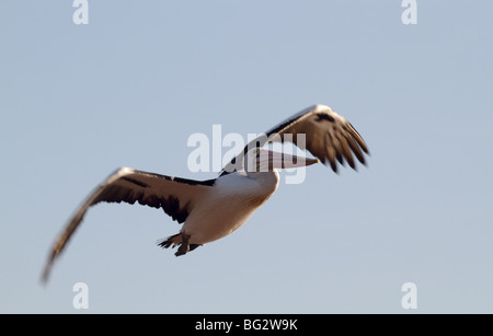 Australischer Pelikan im Flug Stockfoto