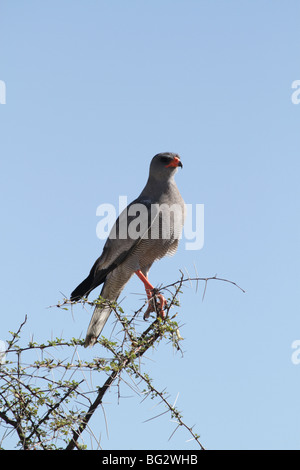 Blasse chanting Goshawk thront in einer Akazie Busch Stockfoto