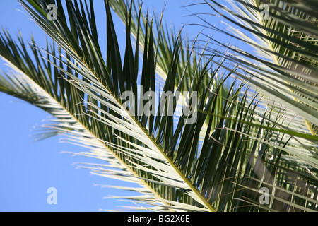 Phoenix Canariensis / Kanarische Insel Datum Palm - Nahaufnahme der Blätter mit blauem Himmelshintergrund Stockfoto
