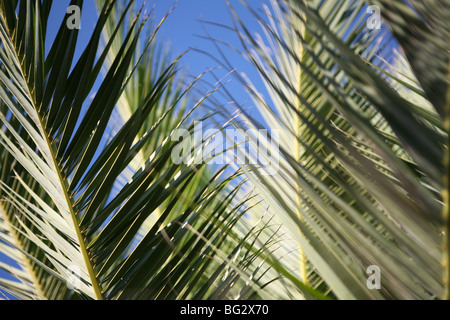 Phoenix Canariensis / Kanarische Insel Datum Palm - Nahaufnahme der Blätter mit blauem Himmelshintergrund Stockfoto