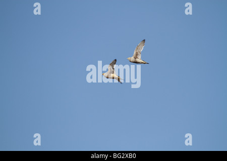 ein paar Namaqua Sandgrouse im Flug Stockfoto