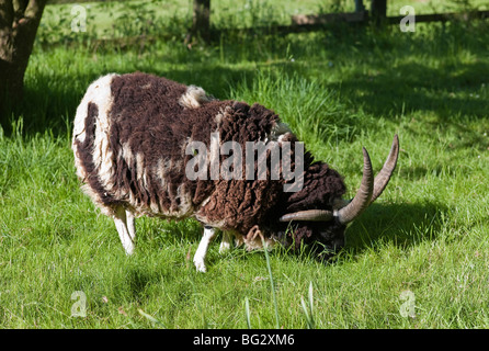 Jacobs Schafe ram Beweidung auf die üppigen Gras in einem englischen Paddock im Mai Stockfoto