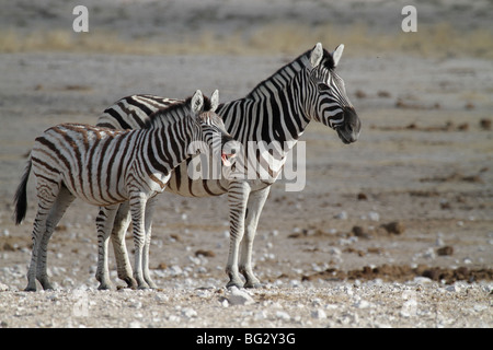 Burchell Zebra, Equus burchelli Stockfoto