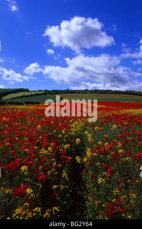 Wiese voller Mohn Blumen an schönen Sommertag in der Nähe von Scarborough Yorkshire UK Stockfoto