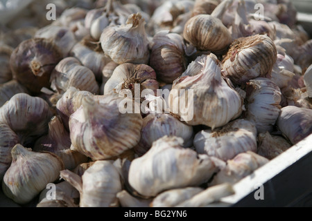 Nahaufnahme des ganzen Knoblauch Zwiebeln in gefleckten Licht. Stockfoto