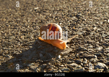 eine gemeinsame Garten-Schnecke (Helix Aspersa) auf Teerstraße Stockfoto