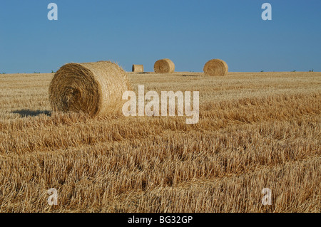 Rollen von geerntetem Heu in einem Feld in Umbrien, Italien Stockfoto