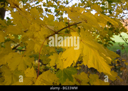 Herbstliche Ahorn (Acer Pseudoplatanus) Blättern Stockfoto