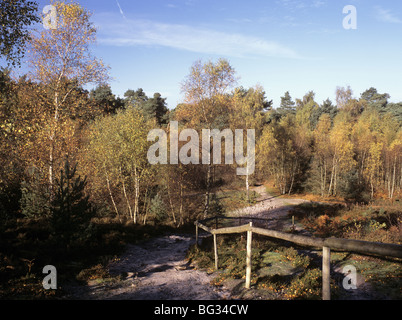 Wanderweg auf Frensham common im Herbst. Farnham, Surrey England UK Großbritannien Stockfoto