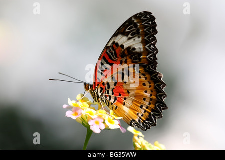 Leopard Florfliege auf Blüten / Centhosia Cyane Stockfoto